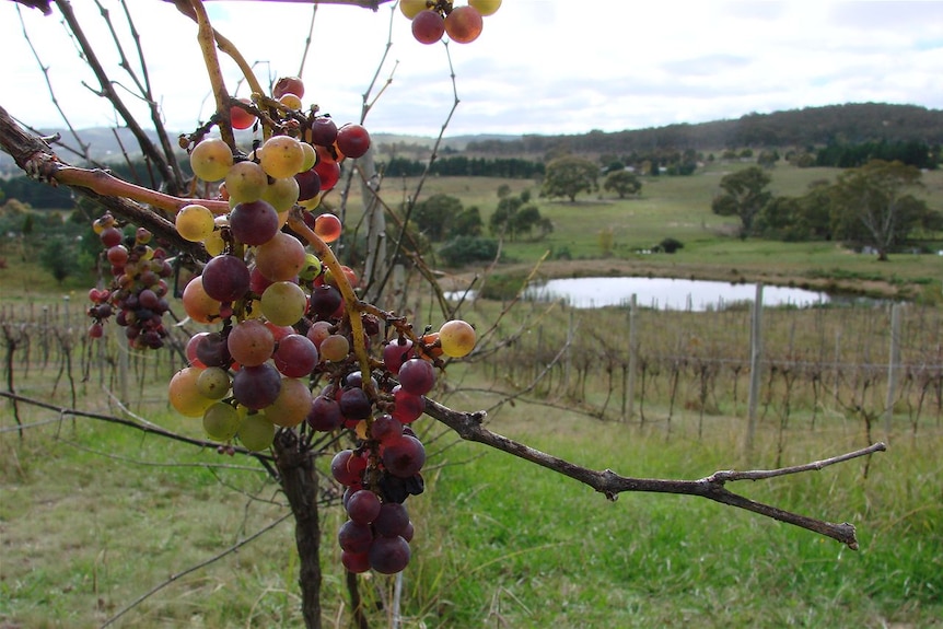 Elke Davies will buy in grapes from other Canberra vineyards to make her 2012 wines