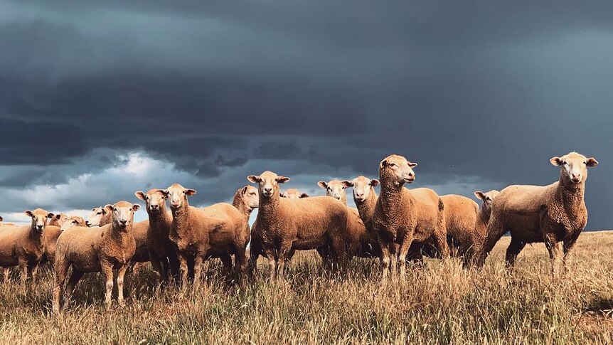 Sheep stand on a ridge line looking at the photographer, with dark storm clouds in the background.