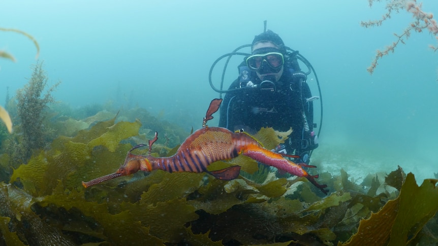 Diver swimming above sea weed looking at a long bright orange, yellow and purple seadragon