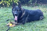 A German Shepherd dog with its tongue out lying down.