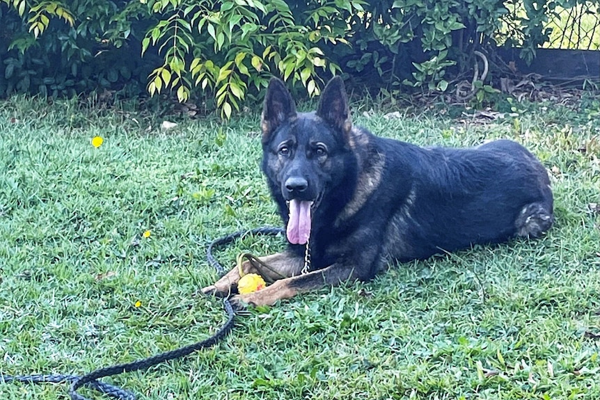 A German Shepherd dog with its tongue out lying down.