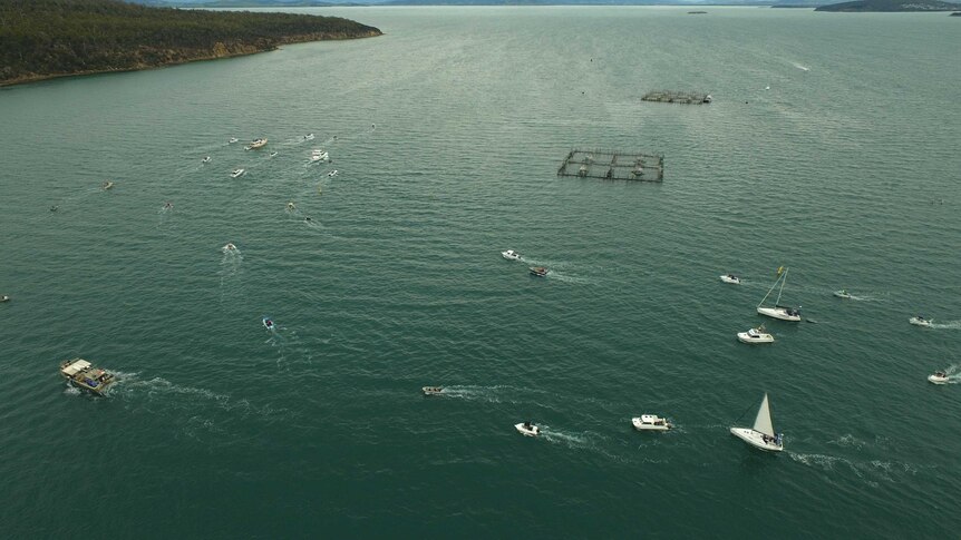 Fish farm protest Norfolk Bay.