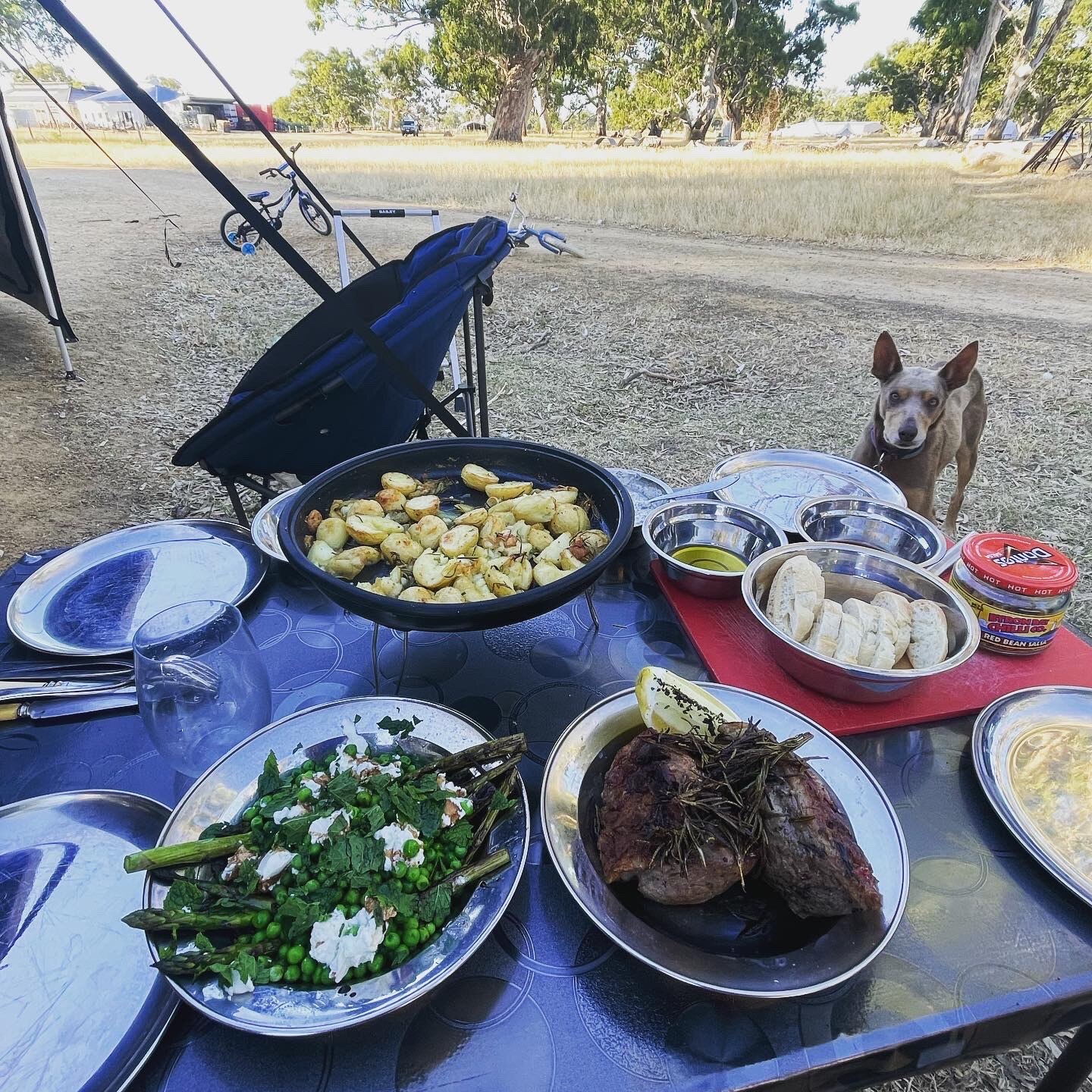 A plastic camping table in a dry paddock with plates containing roast meat, greens and potatoes. A kelpie stands nearby.