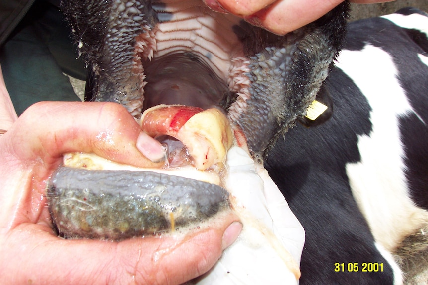 A blister on the tongue of a cow.