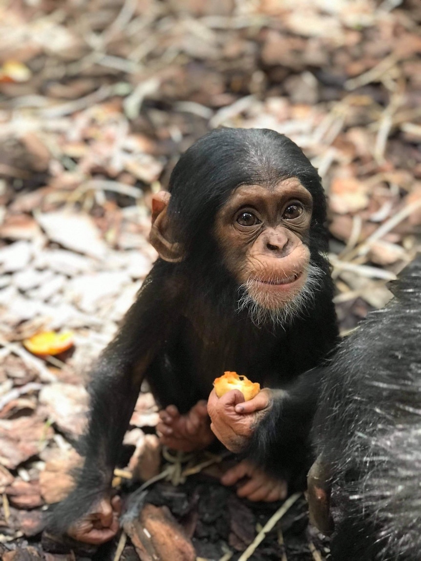 A small baby chimp with a hairy chin looks at the camera, holds a fruit.