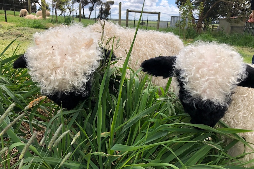 Photo of lamb with a black face in grass.