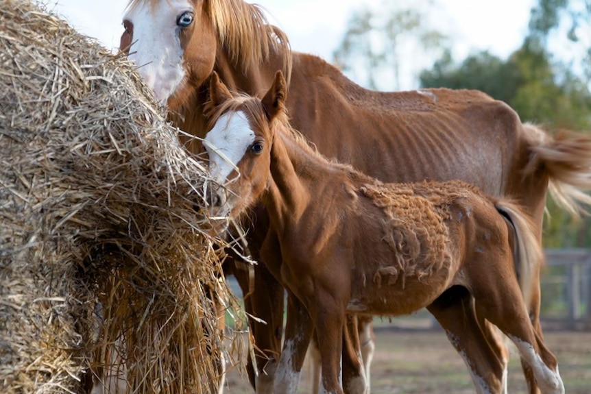 A skinny mare and foal eat from a bale of hay.