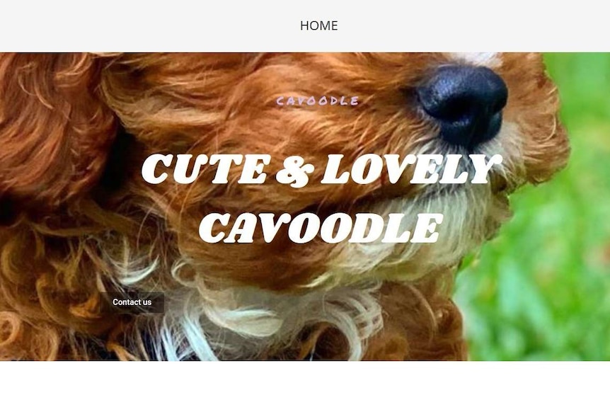 A cavoodle website.