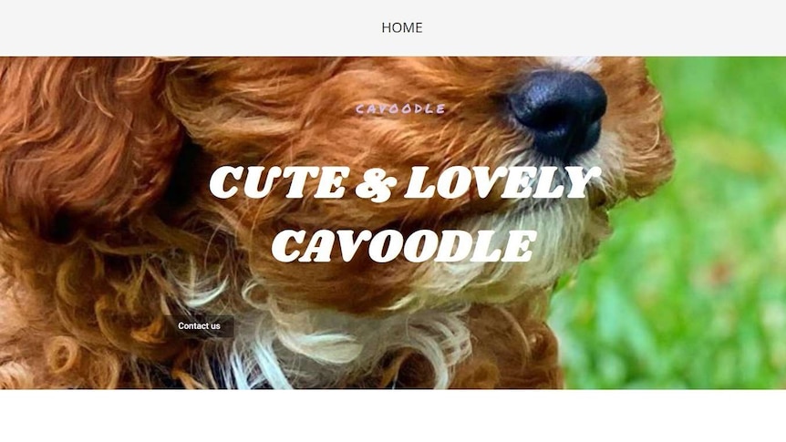 A cavoodle website.
