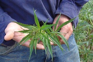 Industrial hemp in the hand