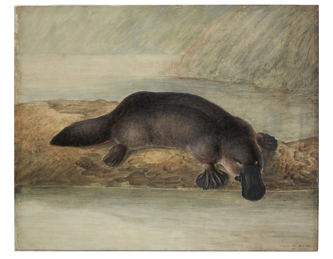 A water colour painting of a single brown Australia platypus on a bank, peering down at the water.