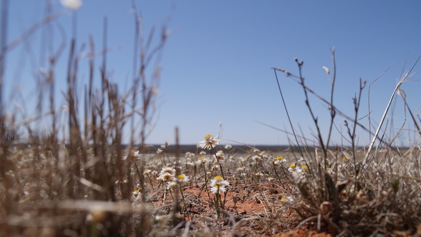 Close up shot of tiny white paper daisy in field