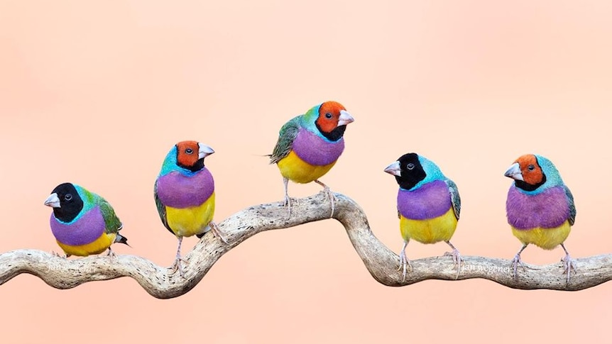 Gouldian finches stand on a branch.