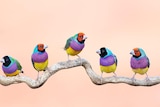 Gouldian finches stand on a branch.