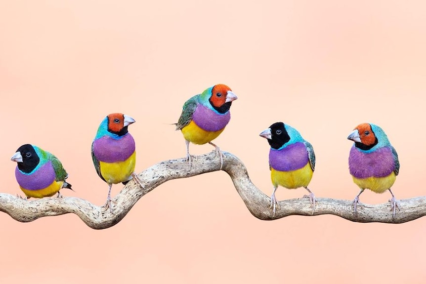 Gouldian finches stand on a branch.