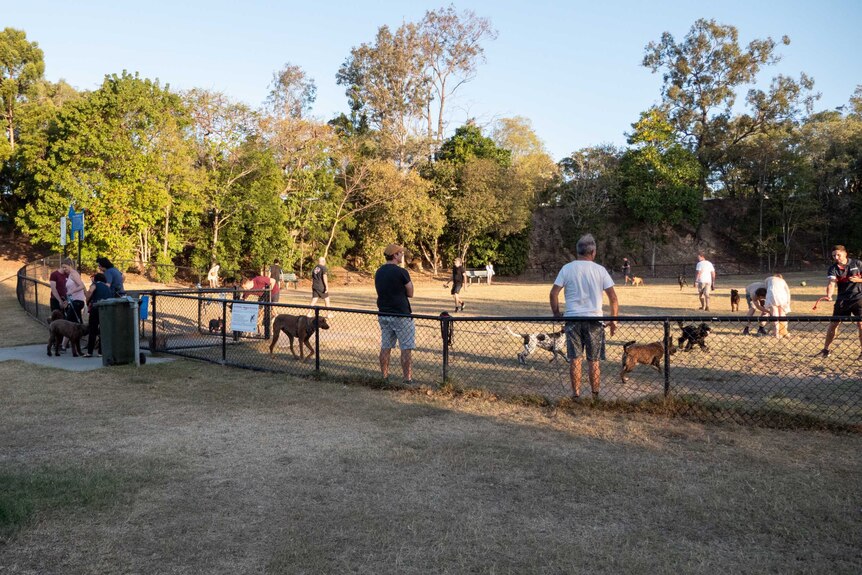 Residents and their dogs inside a busy dog park in Morningside, Brisbane.