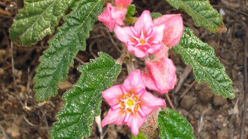 The rare plant commersonia rosea