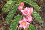 The rare plant commersonia rosea