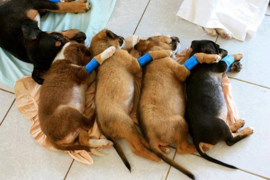 Newborn puppies lying down in a row, with bandages on their arms.