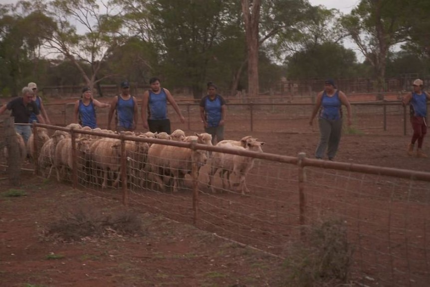 A group of teenagers help muster sheep in yards.