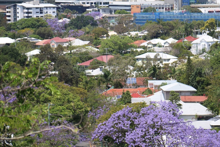 Rooftops of houses in leafy suburb in Brisbane.