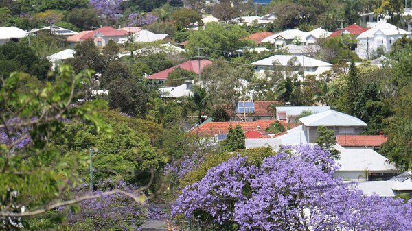 Rooftops of houses in leafy suburb in Brisbane.