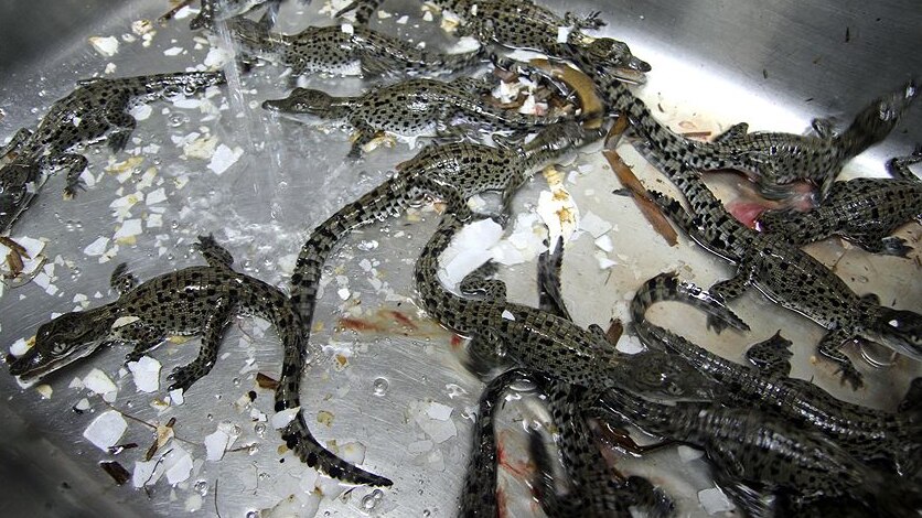 Baby crocodiles crawl about in a sink after hatching.