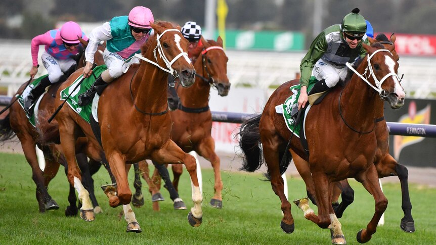 A jockey rides a horse to victory in race as the chasing pack remains behind.