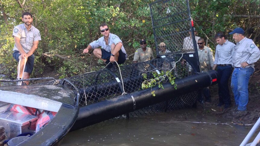 Rangers with the captured 4.5-metre saltwater crocodile nicknamed 'Bully' in a trap in north Qld
