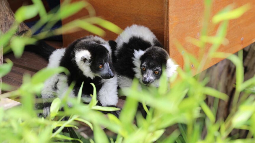 Black and white lemur babies sit outside their sleeping enclosure.