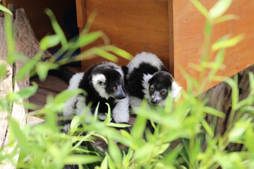 Black and white lemur babies sit outside their sleeping enclosure.