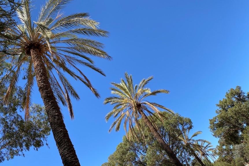 Four tall palm trees rise into the clear blue sky.