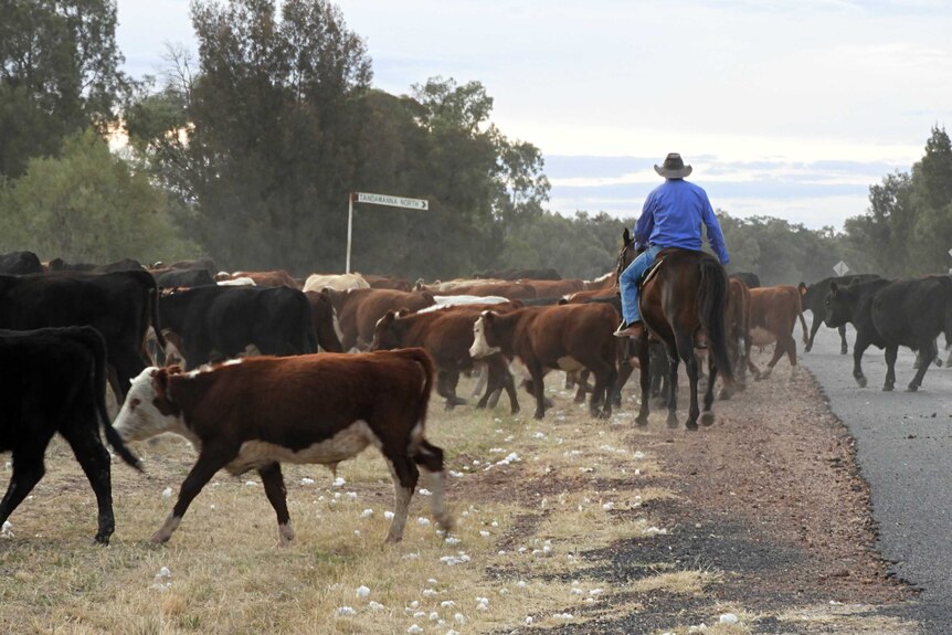 A man in a blue shirt riding a brown horse, walking behind a mob of cattle