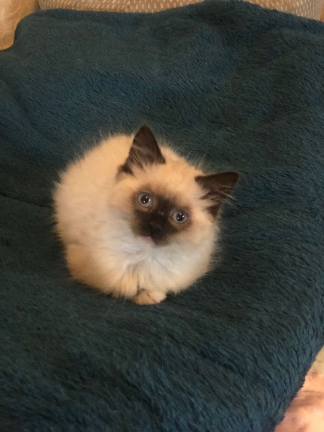 Rspca Victoria Investigating Allegations Of Illegal Kitten Sales In Victoria S West Abc News