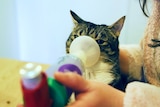 A tabby cat with a asthma spacer and a puffer being held up to her face