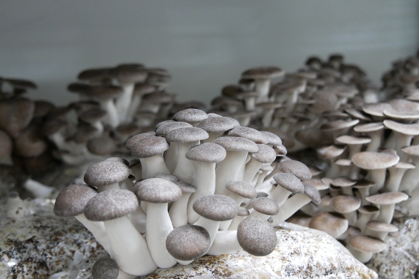 A bunch of thick mushrooms with white stalks and light brown, speckled tops. 