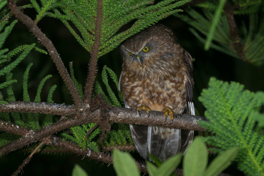 An owl sitting on a branch.