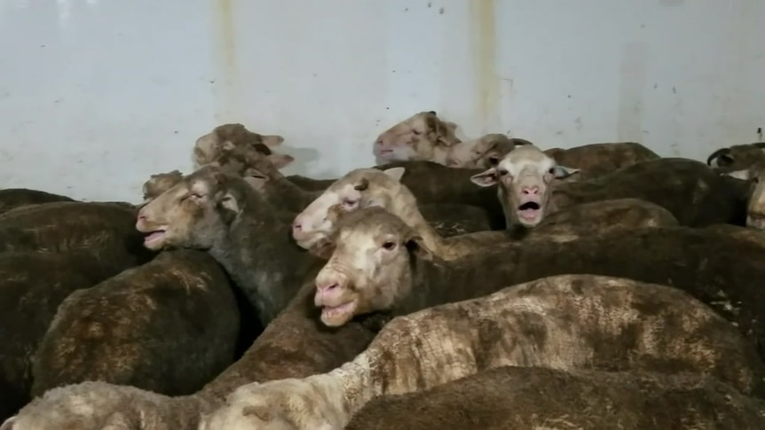 Sheep covered in dirt aboard a live export ship