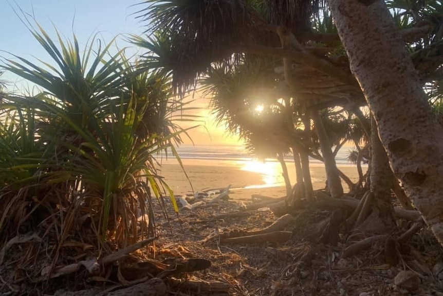 Pandanus trees on a beach at sunrise