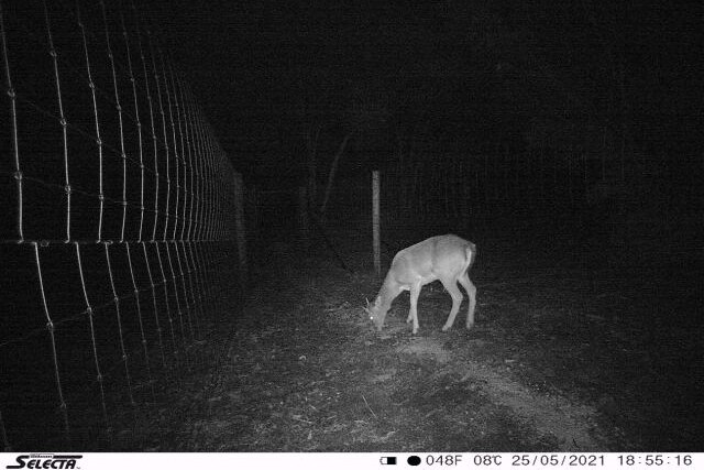 A night photo of a feral deer grazing next to a wire fence