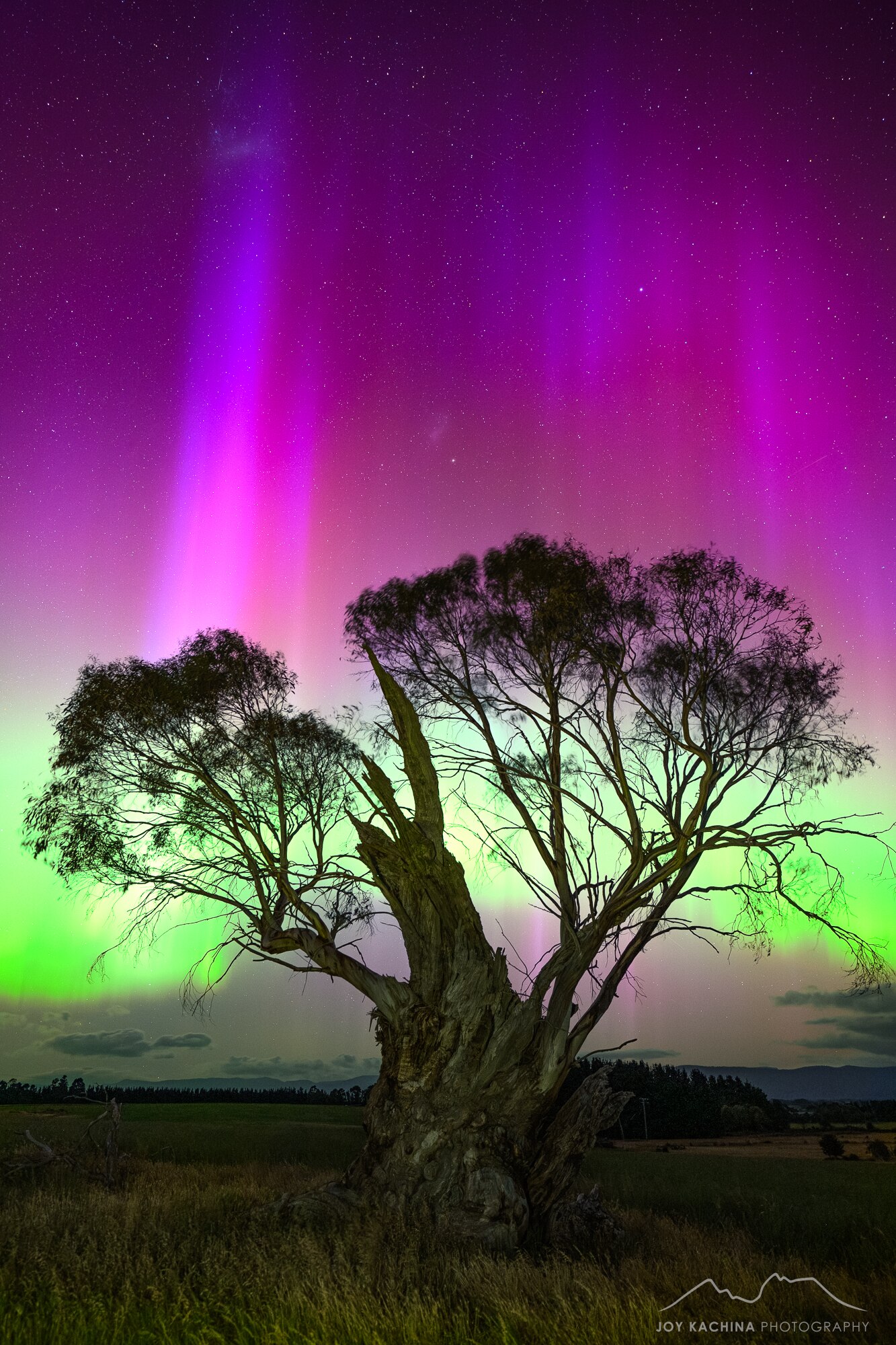 Southern lights behind a tree