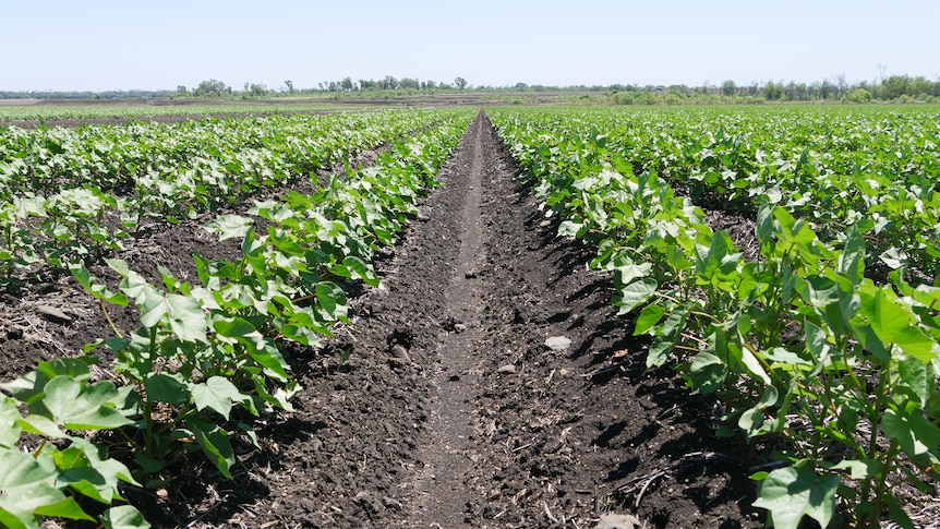 Rows of cotton crops.