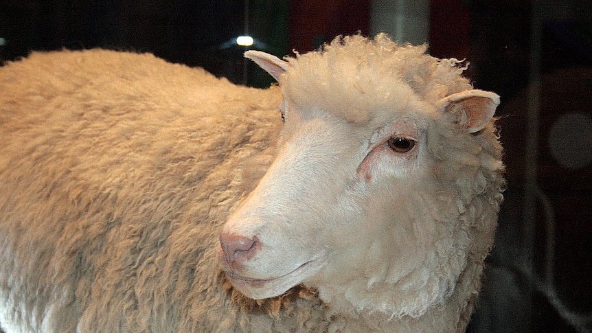 Dolly the sheep on display.