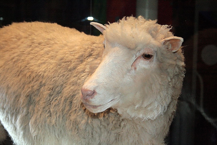 Dolly the sheep on display.