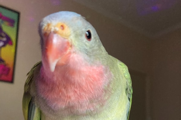 A parrot with pink and green markings sitting on a perch inside a home