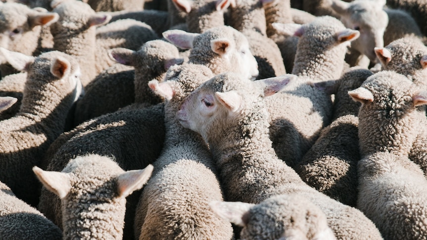 Many young white sheep stand close together in an enclosure.