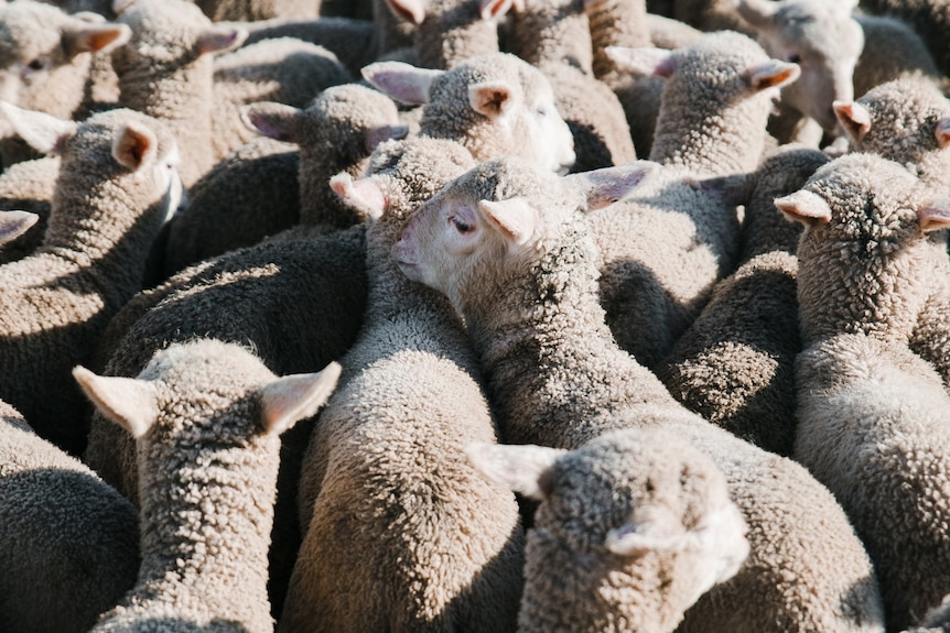 Many young white sheep stand close together in an enclosure.