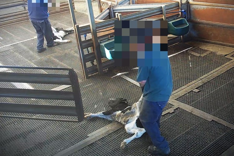 Workers at an abattoir dragging animals around.