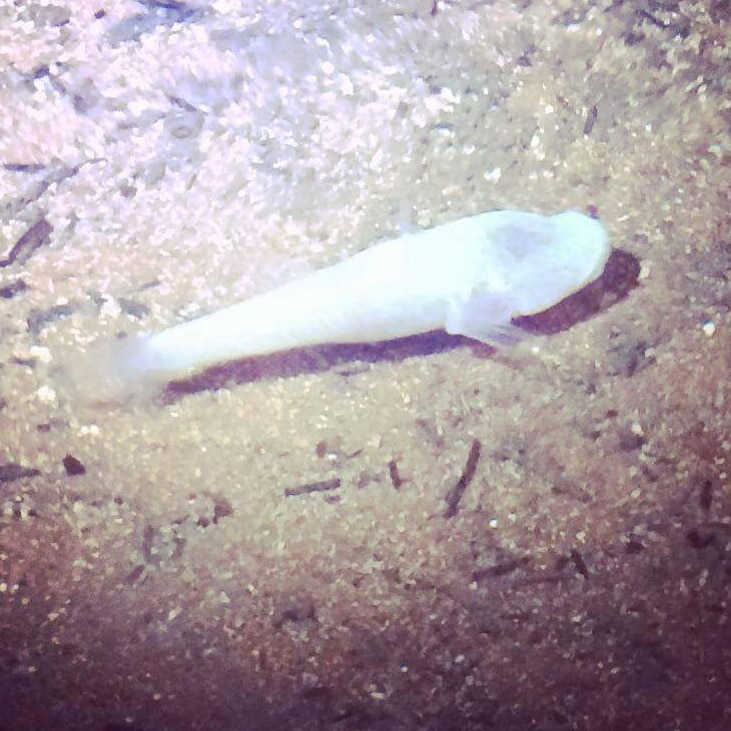 A white fish lies close to the seabed.