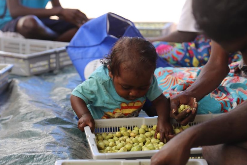 Checking Kakadu plum